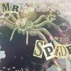 mr_spider76
