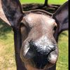 diesel_dood6