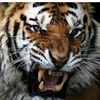 harimau.madura.5