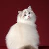 pet_baby.lover