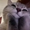 teymaeyx