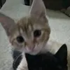 xnkive