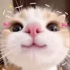 tyy_meupp