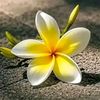 i.love.allah7098