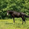 hoss10614