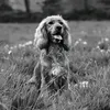 adventures_with_belle