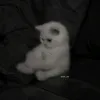 zill_133