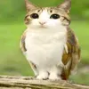 .meowl_