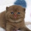 stupidsillycat
