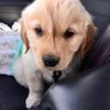 otithegolden
