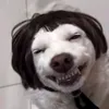 strowberiishortcake