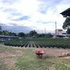 cv.samplantation