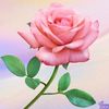 hanifsultan.gul86