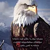 rahand_raed3