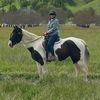 loveridehorses7