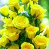 user8606786790736