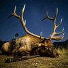 scar29368