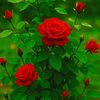 mdfahimhossain2422