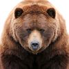 justbear0