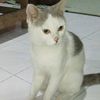 bocilimuet28