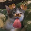 naniwww__