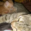 muwongemartincatrescue