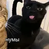 marsel_jamshutik