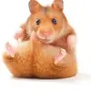 hamishtheterriblemark2