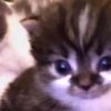 1rlcatboy