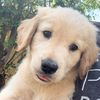 maple.sunny7