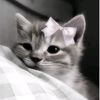 hayagjane5