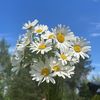 365daisy_