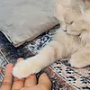 mimo_fedayy0