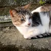 cutenyasomuch