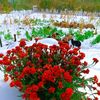 ayse01325