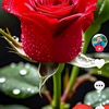 user7443093631659