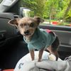 diceyboytheyorkie