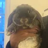 gf.the.rabbit