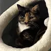 calico.rex
