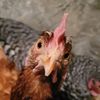 hearditfromabird