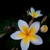 maung47436