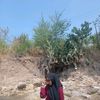simocalate_18