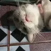 thitt_kitkatt