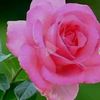 user9240808717153