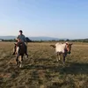 simion.lupu7