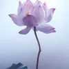 Thảo Hồ