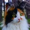 cat.who.likes.music