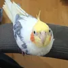 charlielotte93