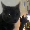 dabloon_cat4