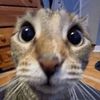 Josua Rumamby🐈